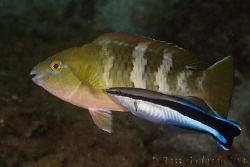 Cleaner wrasse at work on juvenile parrotfish.  Ningaloo ... by Ross Gudgeon 